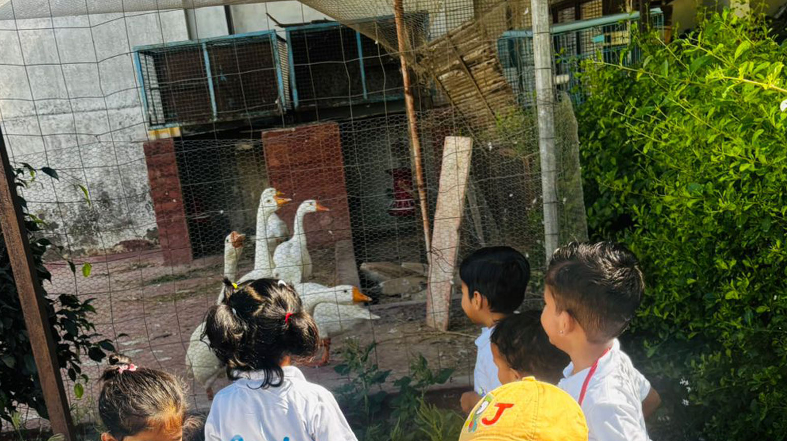 Farm Birds & Geese